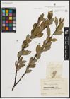 Foto von Salix phylicifolia L.